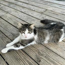 Beautiful female cat for adoption in Scottsburg, in