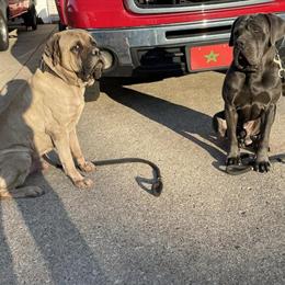 Cane Corso Available for Stud in Pittsburgh, pa