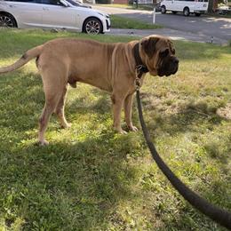 English Mastiff Available for Stud in Pittsburgh, pa