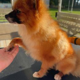 Cocker Spaniel Female, 2 Years Old, Great with Kids in Birmingham, al