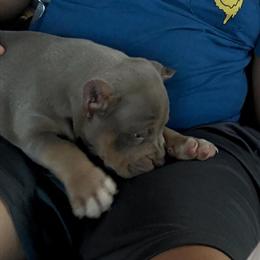Tri Lilac Female and Blue Male Puppies Ready for New Homes in Detroit, mi