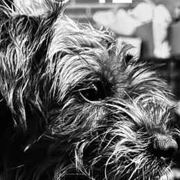 Chorkie Available for Rehoming - 3 Years Old Female in Concord, nh