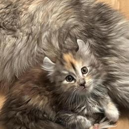 Maine Coon Kittens Available - Born March 29, 2026 in Port Huron, mi
