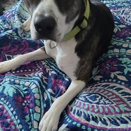 Catahoula mix, 2 years old, needs a new home in Pittsburgh, pa