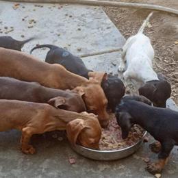 Miniature Dachshund Puppies Looking for Forever Homes in Hemet, ca