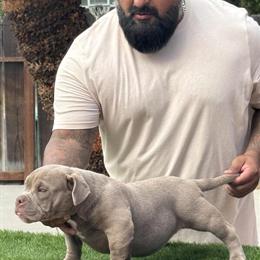 American Bully Puppies Available in Madera, ca