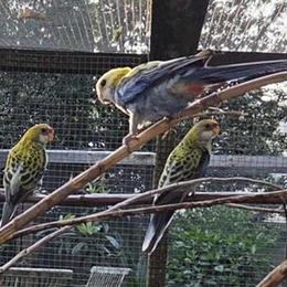 Male Pale Head Rosella for Sale in Norwalk, ct