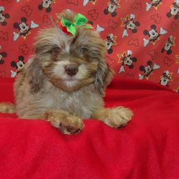 Meet COLOR, the Sweet Female Aussiepoo Ready for a Loving Home in Paterson, nj