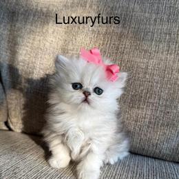 CFA Registered Kittens for Breeding Rights in Fort Worth, tx