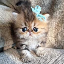 CFA Registered Kittens for Pet Homes Only in Fort Worth, tx