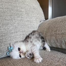 CFA Registered Kittens for Pet Homes Only in Fort Worth, tx