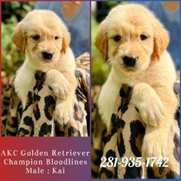Golden Retriever Puppy from Champion Bloodlines in Sugar Land, tx