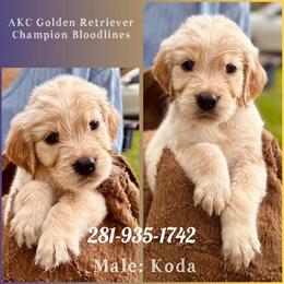 Golden Retriever Puppy from Champion Bloodlines in Sugar Land, tx