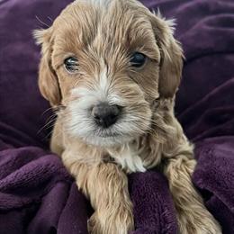 Goldendoodle Puppy - Female Available in Louisville, ky