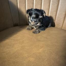 Purebred Yorkshire Terrier Puppies Ready for New Homes in McMinnville, tn