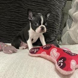 Male Boston Puppy Ready for Adoption in Mount Pleasant, mi