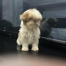 Shih Apso Puppies Available for Adoption in Cincinnati, oh