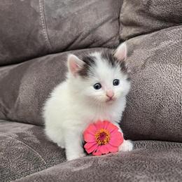 Ragdoll Kittens Ready for New Homes on May 20th in Eau Claire, wi