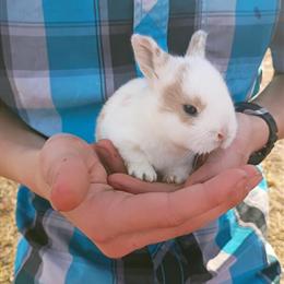 Mini Rex and Lionhead Bunnies Ready for Homes on April 3rd in Eau Claire, wi
