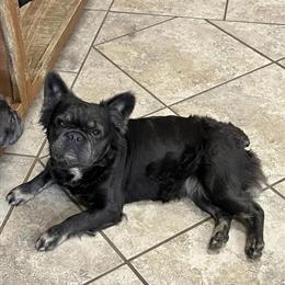 French Bulldog Looking for a Forever Home in Normal, il
