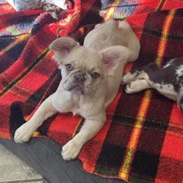Female French Bulldog for Adoption in Normal, il