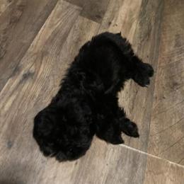 10 Week Old Male Puppy Available for Local Pickup in Marietta, oh