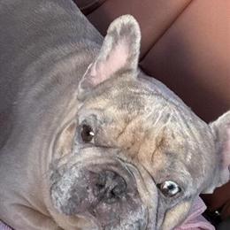French Bulldog Merle Stud Available in Woodbridge, va