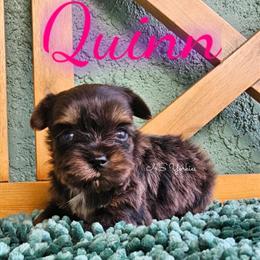 Yorkshire Terrier Blue Merle Girl in Florida in New Port Richey, fl