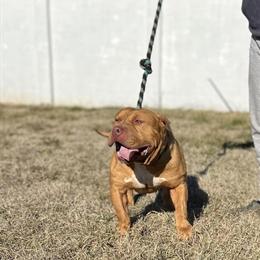 XL Pitbull Looking for New Home in Rehoboth Beach, de