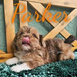 Handsome Male Merle Shorkie in Florida Ready for New Home in New Port Richey, fl