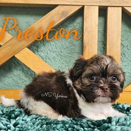 Handsome Male Sable Shorkie in Florida in New Port Richey, fl