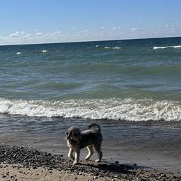 Miniature Doodle Dog Available for Rehoming in Kalamazoo, mi