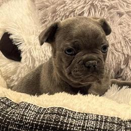 Blue French Bulldogs Available - AKC Registered in Johnson City, tn