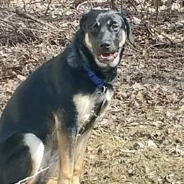 Female German Shepherd Lab Available in Oscoda, mi