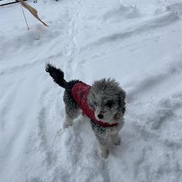 Doodle Dog Looking for a Loving Home in Kalamazoo, mi