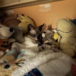 Sphynx Kittens Ready for New Homes March 22nd in Cranberry Township, pa