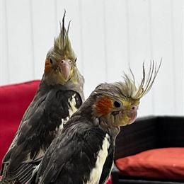 Cockatiel Hand Fed Babies Available for Adoption in Yonkers, ny