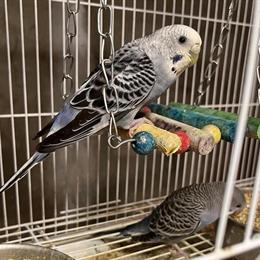 Parakeet Babies for Sale - Buy 4 or More in Yonkers, ny