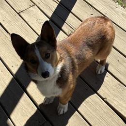 AKC Registered Female Corgi Available in Muncie, in