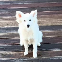 Mini Eskipoo Female Puppy for Adoption in Warren, mi