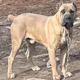 Cane Corso Pups Available in South Hill, va