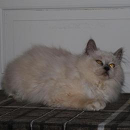 Cherubim Female Kitten - Lilac Mink Mitted, Carries Cinnamon in Shippensburg, pa