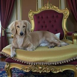 Cream Longhair Dachshund Available for Stud Service in Mount Sterling, ky