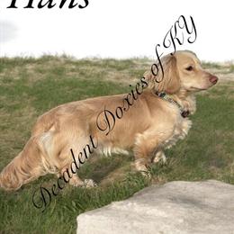 Miniature Dachshund Stud - AKC CKC Cream Longhair Available in Mount Sterling, ky