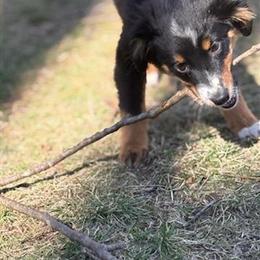 Toy Australian Shepherds Available in Smithtown, ny