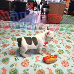 French Bulldog Puppy - 1 Female Left in Nashville, mi