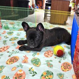 French Bulldog Puppy - 1 Female Available in Nashville, mi