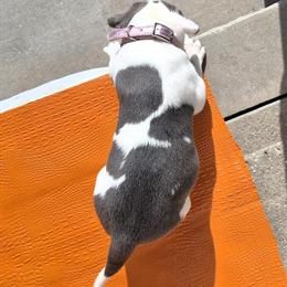 American Bully Puppies Available - Beautiful Colors and Distinctive Markings in New York, ny