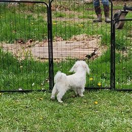 Maltese Female, 3 Years Old, Up to Date on Shots in Nashville, mi
