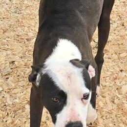 Blue and White Pit Bull for Rehoming in Waverly, oh